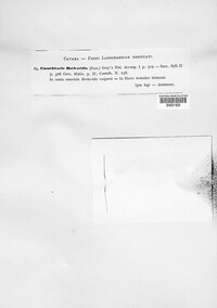 Cucurbitaria berberidis image